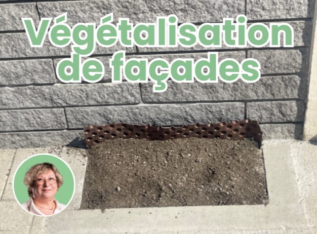 Végétalisation d’une façade à La Madeleine